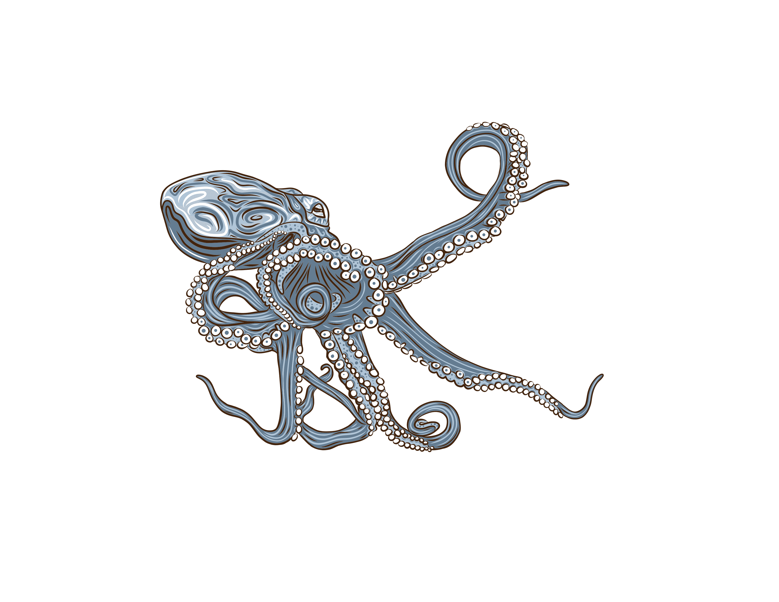 Octopus Study