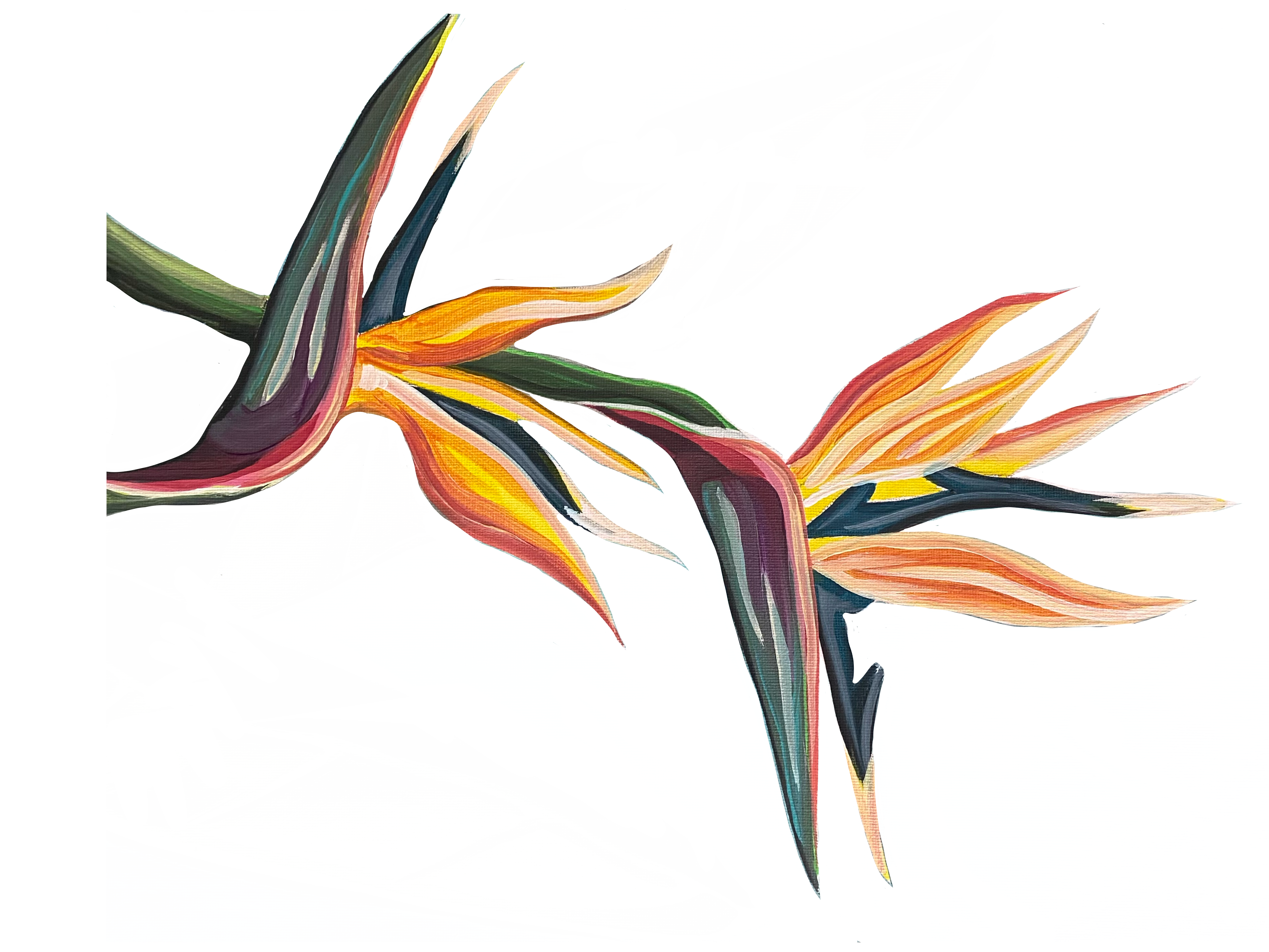 Hand-drawn bird of paradise design