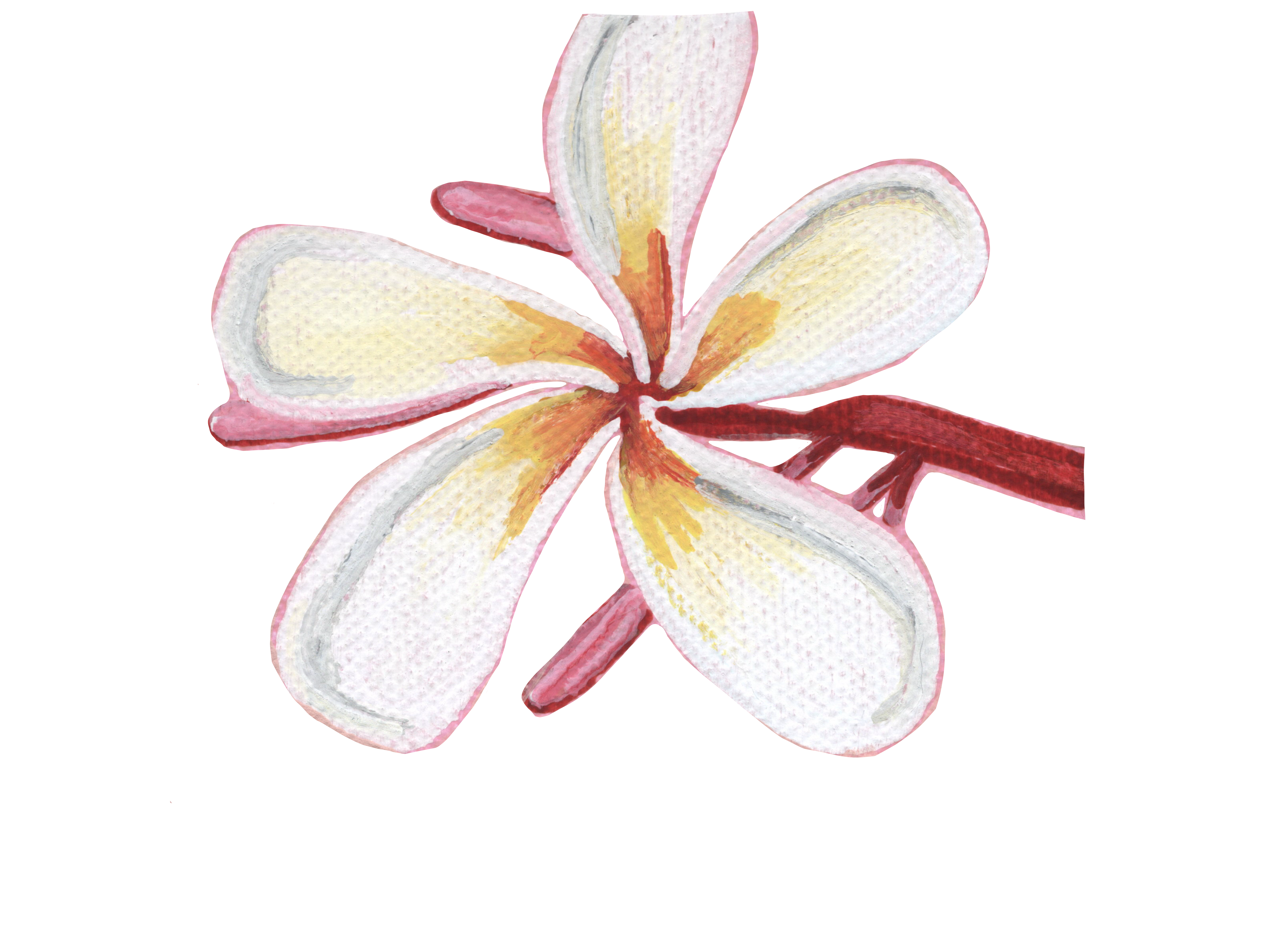 Hand-drawn plumeria design